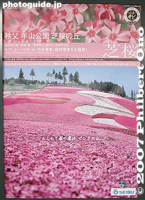 Poster
Keywords: saitama chichibu shibazakura moss pink flowers hitsujiyama park