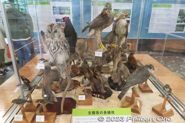 Stuffed wild animals in Saitama Nature Study Center.
Keywords: Saitama Kitamoto Nature Observation Park