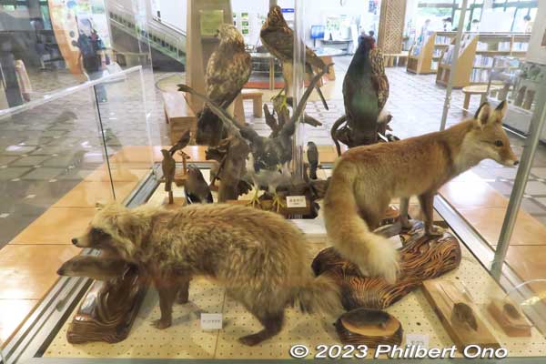 Raccoon, fox, and weasel.
Keywords: Saitama Kitamoto Nature Observation Park