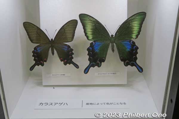 Chinese peacock butterfly. カラスアゲハ
Keywords: Saitama Kitamoto Nature Observation Park