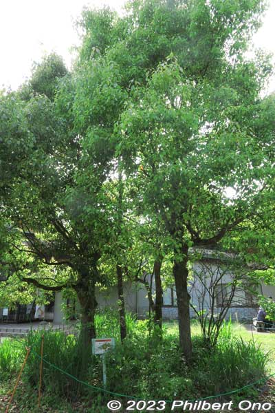 In front of the Saitama Nature Study Center is china root or Smilax china. サルトリイバラ
Keywords: Saitama Kitamoto Nature Observation Park