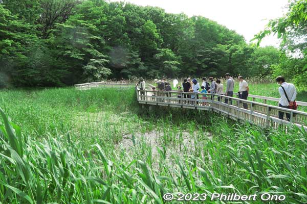 Boardwalk across the marsh.
Keywords: Saitama Kitamoto Nature Observation Park