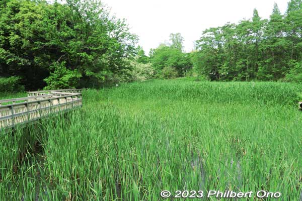 Boardwalk and reeds where birds and fish can live.
Keywords: Saitama Kitamoto Nature Observation Park