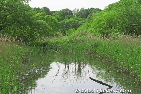 Marshland and reeds provide habitats for nesting birds. We saw Little Grebes nesting here.
Keywords: Saitama Kitamoto Nature Observation Park