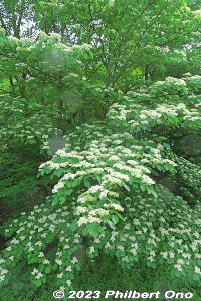 Giant dogwood is a tall flowering plant. ミズキ
Keywords: Saitama Kitamoto Nature Observation Park