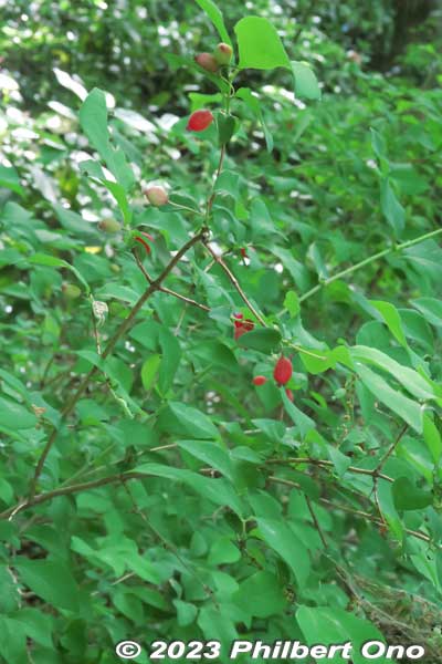 Small edible fruit of this flowering plant. Lonicera gracilipes Miq. var. gracilipes ヤマウグイスカグラ（山鶯神楽） 
Keywords: Saitama Kitamoto Nature Observation Park