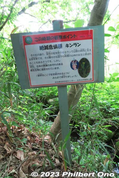 Endangered flower species named golden orchid. Vulnerable (VU). キンラン（金蘭）
Keywords: Saitama Kitamoto Nature Observation Park