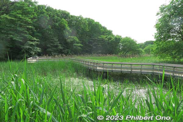 Nice boardwalk across the marsh where we could see and observe birds and water plants. Our guide brought a binoculars which we used to spot bird nests.
Keywords: Saitama Kitamoto Nature Observation Park