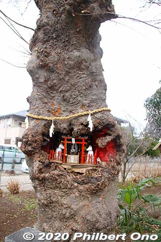Miniature shrine in a tree trunk. 
Keywords: saitama okegawa-juku nakasendo
