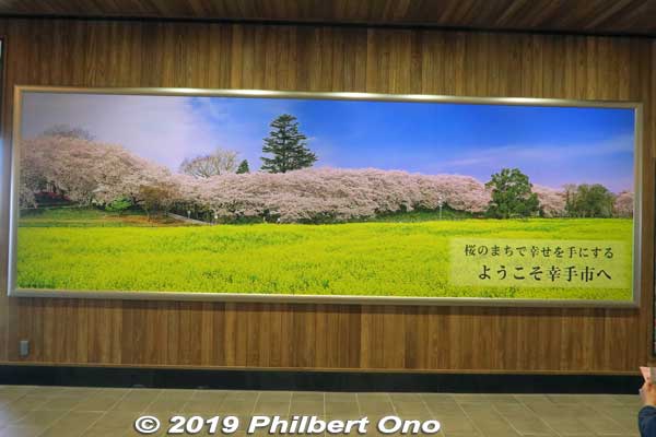 Welcome to Satte! A city in Saitama Prefecture famous for Gogendo Park when the cherry blossoms and rapesed blossoms bloom at the same time.
Keywords: saitama satte gogendo park sakura cherry blossoms