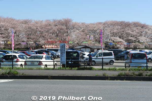 Large parking lot at the park.
Keywords: saitama satte gogendo park sakura cherry blossoms