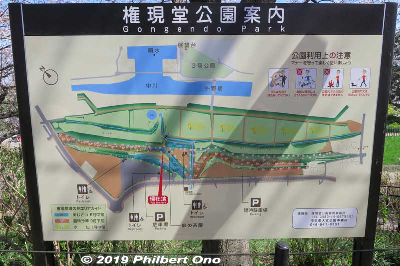 Map of Gogendo Park, a long park along an embankment lined with three rows of cherry blossoms. In parallel are large patches of rapeseed blossoms and Nakagawa River.
Keywords: saitama satte gogendo park sakura cherry blossoms
