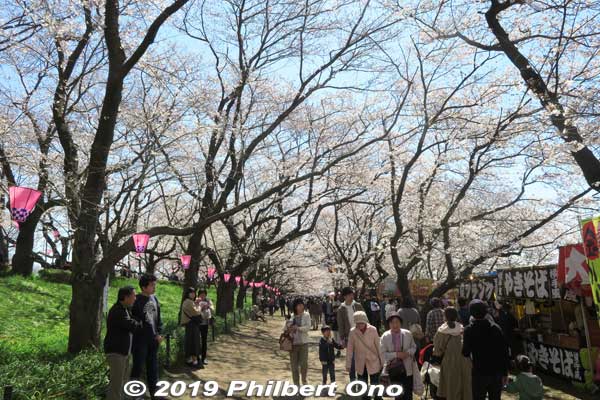 At the foot of the embankment with cherry trees and food stalls. Flowers usually bloom from late March to early April. This is probably around 80% bloom.
Keywords: saitama satte gogendo park sakura cherry blossoms