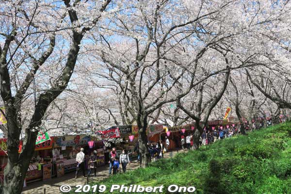 There are three rows of cherry blossoms on the riverbank. This row is on the foot of one side.
Keywords: saitama satte gogendo park sakura cherry blossoms