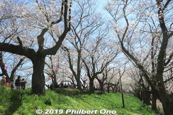 There are three rows of cherry blossoms. One row on both sides of the embankment, and one row on the top of the embankment.
Keywords: saitama satte gogendo park sakura cherry blossoms