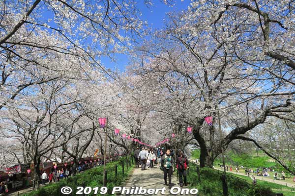 Cherry blossoms on the top of the embankment.
Keywords: saitama satte gogendo park sakura cherry blossoms