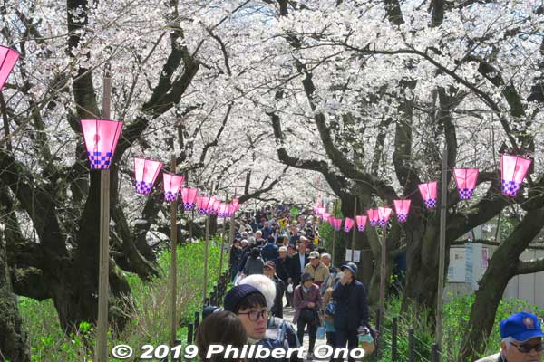 Cherry blossom tunnel on the riverbank. It goes on for about 1 km. There are 1,000 cherry trees.
Keywords: saitama satte gogendo park sakura cherry blossoms