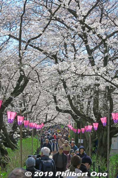 Cherry blossom tunnel on the riverbank. 
Keywords: saitama satte gogendo park sakura cherry blossoms