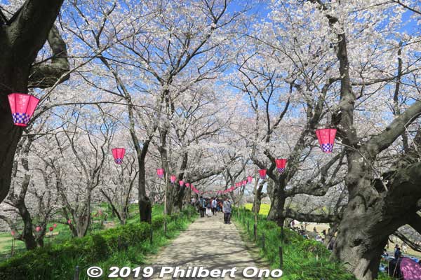 I walked along the entire length of the cherry blossoms. Very pleasant.
Keywords: saitama satte gogendo park sakura cherry blossoms