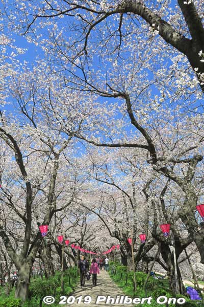 Keywords: saitama satte gogendo park sakura cherry blossoms