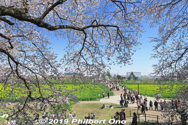 From the embankment, here's one path that goes to the rapeseed blossoms.
Keywords: saitama satte gogendo park sakura cherry blossoms
