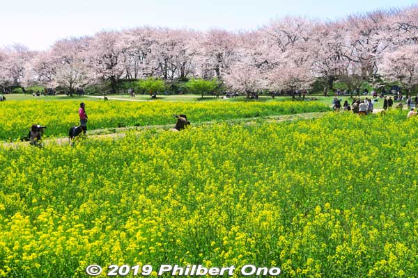 Walking around the rapeseed blossoms is the main highlight since you also see the cherry blossoms.
Keywords: saitama satte gogendo park sakura cherry blossoms rapeseed nanohana