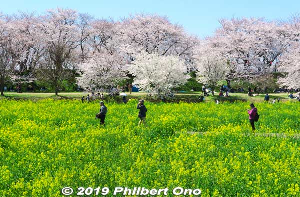 Keywords: saitama satte gogendo park sakura cherry blossoms rapeseed nanohana