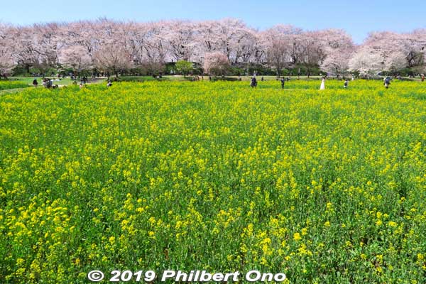Nanohana and sakura. It seems that my digital camera thought the picture had too much yellow so it tried to compensate by adding a bluish tinge. I had to correct it.
Keywords: saitama satte gogendo park sakura cherry blossoms rapeseed nanohana