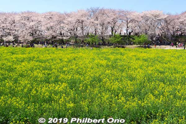 Such an impressive sight at one of the most famous cherry blossom spots in the Tokyo or Kanto area.
Keywords: saitama satte gogendo park sakura cherry blossoms rapeseed nanohana japanflower