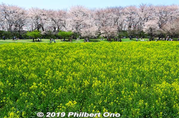 Cherry blossoms and rapeseed blossoms at Gogendo Park in Satte, Saitama Prefecture. Even this is still 80% bloom.
Keywords: saitama satte gogendo park sakura cherry blossoms rapeseed nanohana