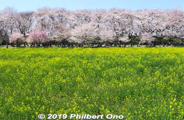 Cherry blossoms and rapeseed blossoms at Gogendo Park in Satte, Saitama Prefecture. 
Keywords: saitama satte gogendo park sakura cherry blossoms rapeseed nanohana