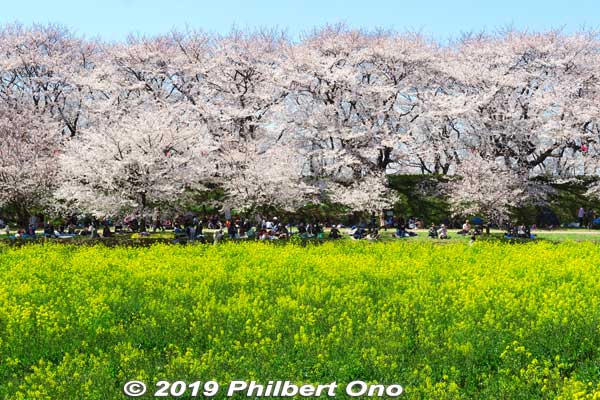 Cherry blossoms and rapeseed blossoms at Gogendo Park in Satte, Saitama Prefecture. 
Keywords: saitama satte gogendo park sakura cherry blossoms rapeseed nanohana japanflower