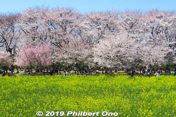 Cherry blossoms and rapeseed blossoms at Gogendo Park in Satte, Saitama Prefecture. 
Keywords: saitama satte gogendo park sakura cherry blossoms rapeseed nanohana