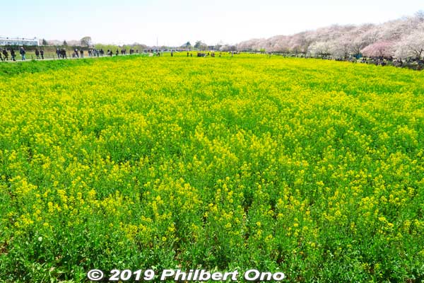 Rapeseed blossoms at Gogendo Park in Satte, Saitama Prefecture. The rapeseed blossoms were planted in 1988 where there used to be rice paddies here.
Keywords: saitama satte gogendo park sakura cherry blossoms rapeseed nanohana japanflower