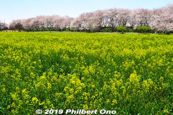 Many of the trees were cut down during WWII for firewood. The ones we see today were planted in 1949. 
Keywords: saitama satte gogendo park sakura cherry blossoms rapeseed nanohana
