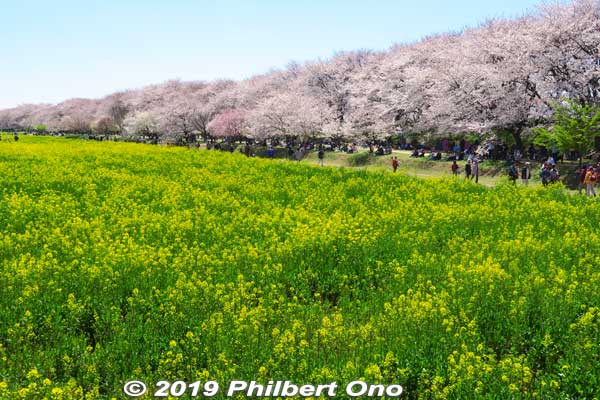 Keywords: saitama satte gogendo park sakura cherry blossoms rapeseed nanohana