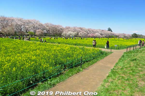 Great place to take pictures of your family or love one(s).
Keywords: saitama satte gogendo park sakura cherry blossoms rapeseed nanohana