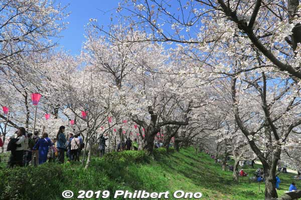 Keywords: saitama satte gogendo park sakura cherry blossoms