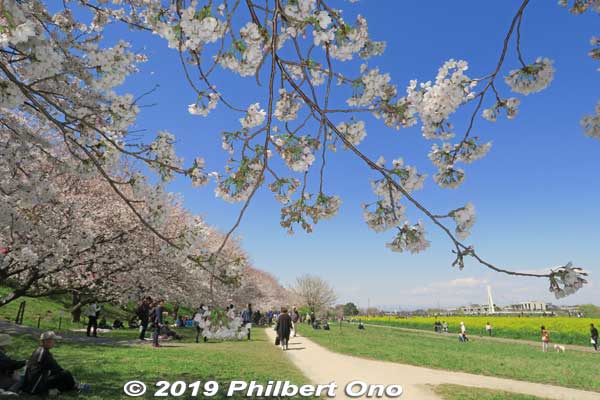Under the cherries at Satte, Saitama Prefecture.
Keywords: saitama satte gogendo park sakura cherry blossoms rapeseed nanohana