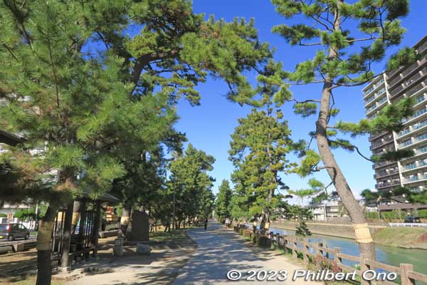 From Hyakutai-bashi Bridge, I first walked north along Soka-Matsubara.
Keywords: Saitama Soka-Matsubara pine trees Oku-no-Hosomichi