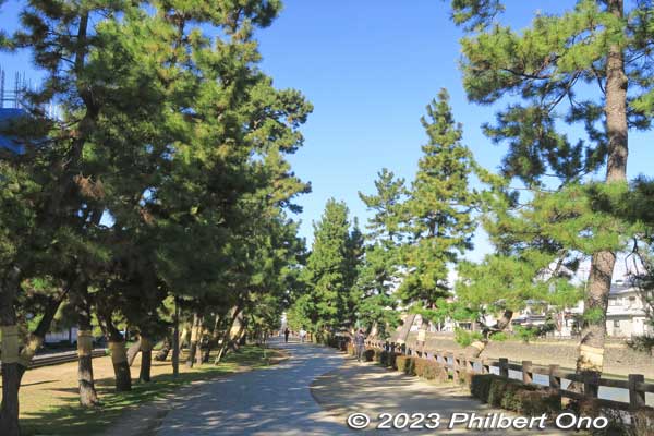 Soka-Matsubara pine trees north of Hyakutai-bashi Bridge.
Keywords: Saitama Soka-Matsubara pine trees Oku-no-Hosomichi
