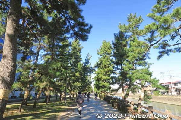 Soka Matsubara pine trees may have been originally planted as early as 1683 by government official Ina Tada'atsu (伊奈忠篤) in the Fudaba Park area where there was a river boat dock.
Keywords: Saitama Soka-Matsubara pine trees Oku-no-Hosomichi