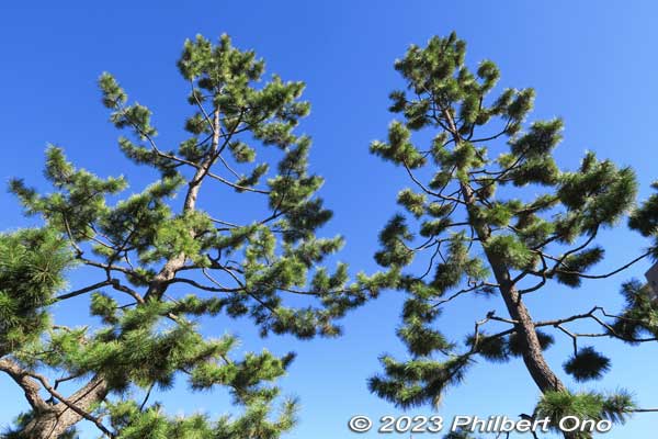 Green pines against the blue sky are therapeutic for the eyes.
Keywords: Saitama Soka-Matsubara pine trees Oku-no-Hosomichi