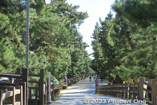 Soka-Matsubara pine tree path.
Keywords: Saitama Soka-Matsubara pine trees Oku-no-Hosomichi