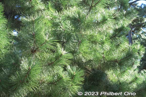 Pine needles and pine cones.
Keywords: Saitama Soka-Matsubara pine trees Oku-no-Hosomichi
