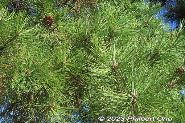 Pine needles and pine cones up close.
Keywords: Saitama Soka-Matsubara pine trees Oku-no-Hosomichi