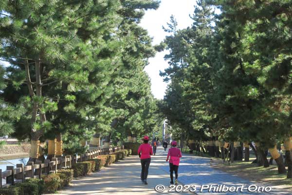 The pine tree path is popular among joggers and for walks.
Keywords: Saitama Soka-Matsubara pine trees Oku-no-Hosomichi