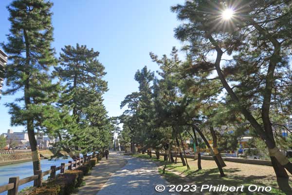 Keywords: Saitama Soka-Matsubara pine trees Oku-no-Hosomichi