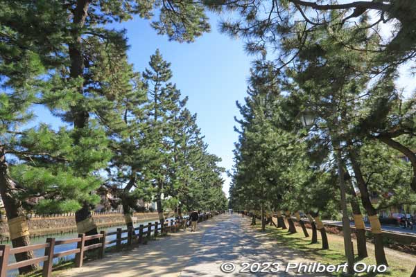 Walking south along Soka-Matsubara pine trees.
Keywords: Saitama Soka-Matsubara pine trees Oku-no-Hosomichi