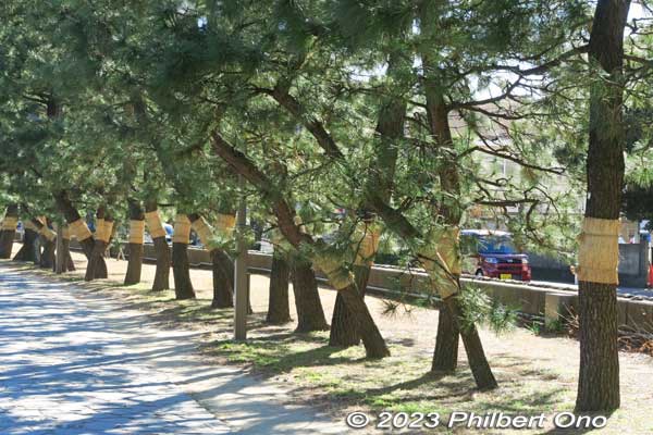 Straw bands are wrapped on the tree trunks to catch harmful insects.
Keywords: Saitama Soka-Matsubara pine trees Oku-no-Hosomichi